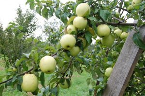 Pommier blanc Antonovka : caractéristiques et entretien