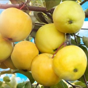 Pommier Altai Yantarnoye : caractéristiques de la variété et entretien