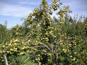 Pommier Arkad Biryukov : caractéristiques de la variété et entretien