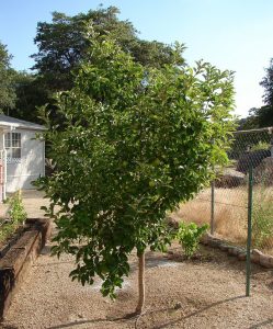 Pommier blanc Antonovka : caractéristiques et entretien