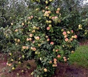 Pommier Altai Yantarnoye : caractéristiques de la variété et entretien