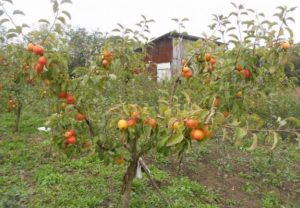 Pommier Champion Reno : caractéristiques de la variété et entretien