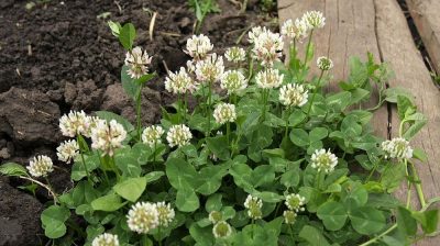 Que planter à l'ombre d'un pommier : 5 raisons d'utiliser le cercle formé par le tronc de l'arbre