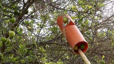 Cueille-pommes à faire soi-même : 5 idées utilisant des objets du quotidien