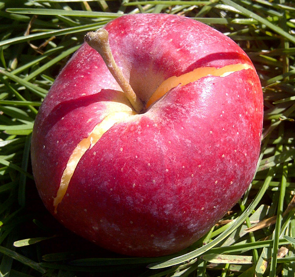 Pourquoi les pommes se fendent-elles directement sur l'arbre et que faire pour y remédier ?