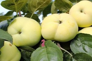 Pommier cannelle jaune : variété et entretien