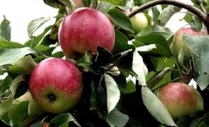 Pommier sucrier Miron : Variété, caractéristiques et entretien