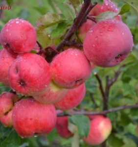 Pommier VEM-souvenir : caractéristiques de la variété et entretien