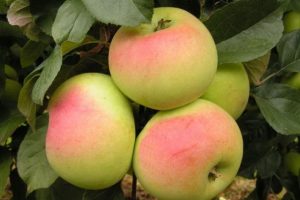 Pommier VEM jaune : caractéristiques de la variété et entretien