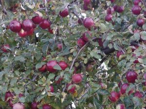 Pommier framboisier biélorusse : Variété, caractéristiques et entretien