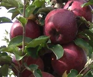 Pommier Kubanskoye Bagryanoye : caractéristiques de la variété et entretien