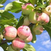 Pommier Sinap biélorusse : caractéristiques de la variété et entretien