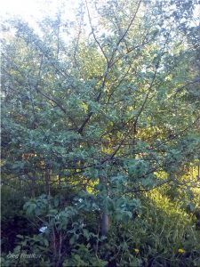 Pommier de dessert Isaev : Variété, caractéristiques et entretien