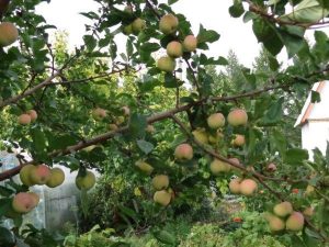 Pommier VEM jaune : caractéristiques de la variété et entretien