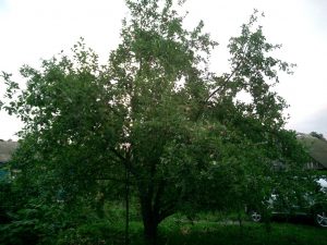 Pommier Sinap biélorusse : caractéristiques de la variété et entretien