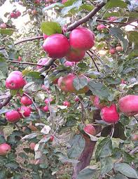 Pommier sucrier Miron : Variété, caractéristiques et entretien