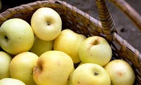 Quand conserver les pommes Antonovka : conseils pour la récolte