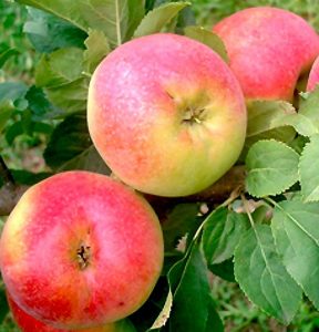 Pommier Rumyanka Sverdlovsk : caractéristiques de la variété et entretien