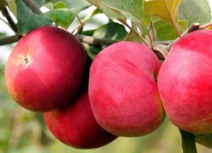 Pommier Rozochka : caractéristiques de la variété et entretien