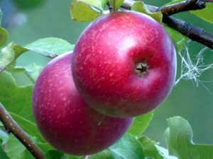 Pommier « Slast Scarlet » : caractéristiques de la variété et entretien