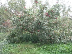 Pommier Rumyanka Sverdlovsk : caractéristiques de la variété et entretien