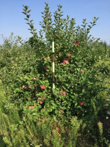 Pommier Rozochka : caractéristiques de la variété et entretien