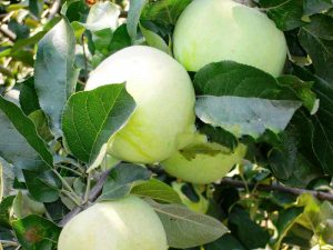 Pommier Kuibyshevskoye : caractéristiques de la variété et entretien