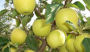 Pommier Golden Delicious : caractéristiques de la variété et entretien