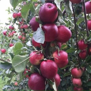 Pommier Red Free : caractéristiques de la variété et entretien
