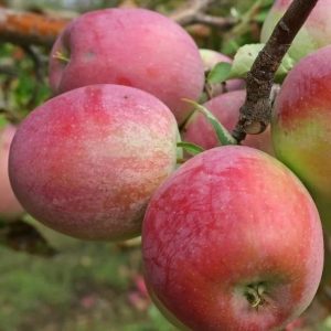 Pommier persan : variété et conseils d’entretien