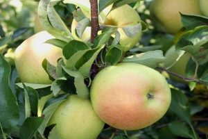 Pommier perce-neige : caractéristiques de la variété et entretien
