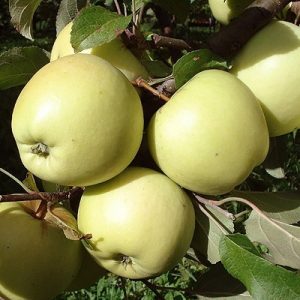 Pommier Riga Golubok : caractéristiques de la variété et entretien