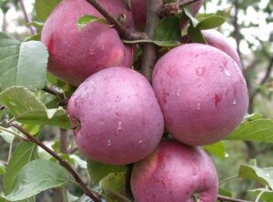 Pommier Liberty : caractéristiques de la variété et entretien