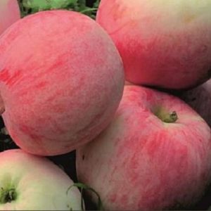 Pommier Miasskoye : caractéristiques de la variété et entretien