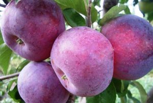 Pommier Williams Pride : caractéristiques de la variété et entretien