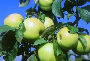 Pommier Rossiyanka : caractéristiques de la variété et entretien