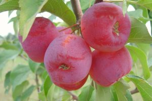 Pommier Raika : caractéristiques de la variété et entretien