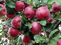 Pommier Vospitannitsa : caractéristiques de la variété et entretien