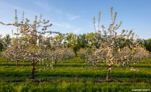 Pommier Kuibyshevskoye : caractéristiques de la variété et entretien