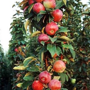 Pommier Sunrise : caractéristiques de la variété et entretien