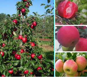 L'ère du pommier : caractéristiques de la variété et entretien