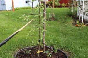 Pommier Williams Pride : caractéristiques de la variété et entretien