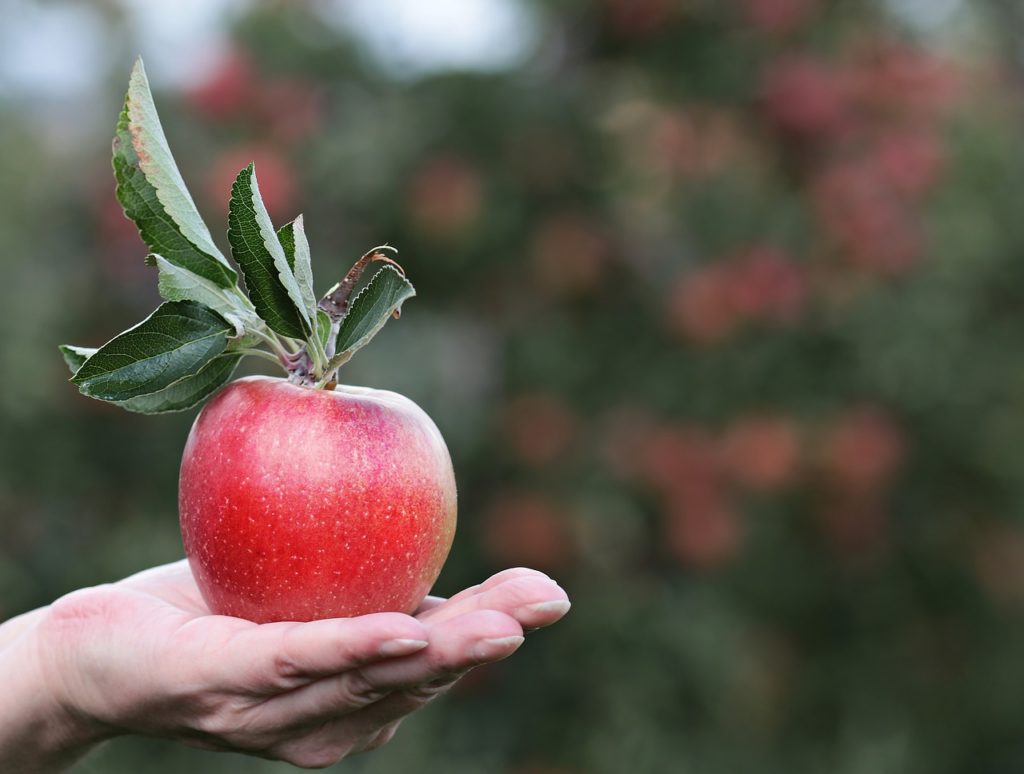 Que contient une pomme rouge : combien de calories ingérez-vous ?
