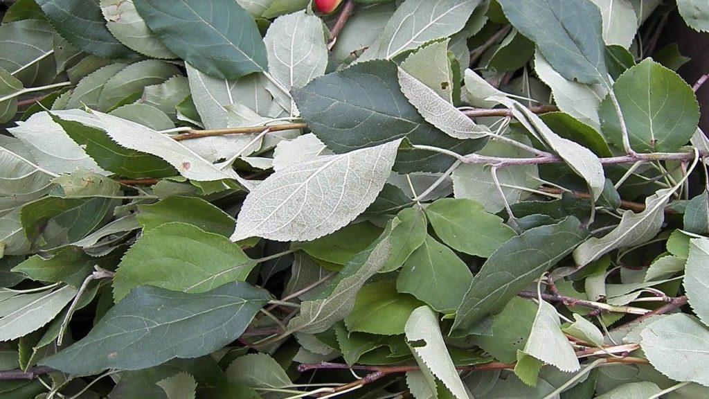 Comment faire fermenter des feuilles de pommier pour le thé