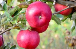 Les 5 meilleures variétés de pommes pour la pâtisserie et les desserts
