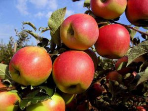Les 5 meilleures variétés de pommes pour la pâtisserie et les desserts