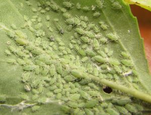 Lutte contre les pucerons sur les arbres fruitiers : 10 méthodes efficaces