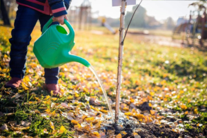 Comment disposer les arbres fruitiers sur un terrain : déterminer l’aménagement du jardin
