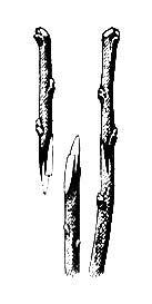 Méthodes de greffage des arbres fruitiers au printemps : choisir la méthode optimale