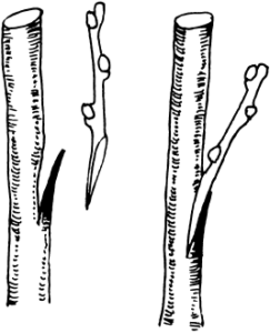 Méthodes de greffage des arbres fruitiers au printemps : choisir la méthode optimale